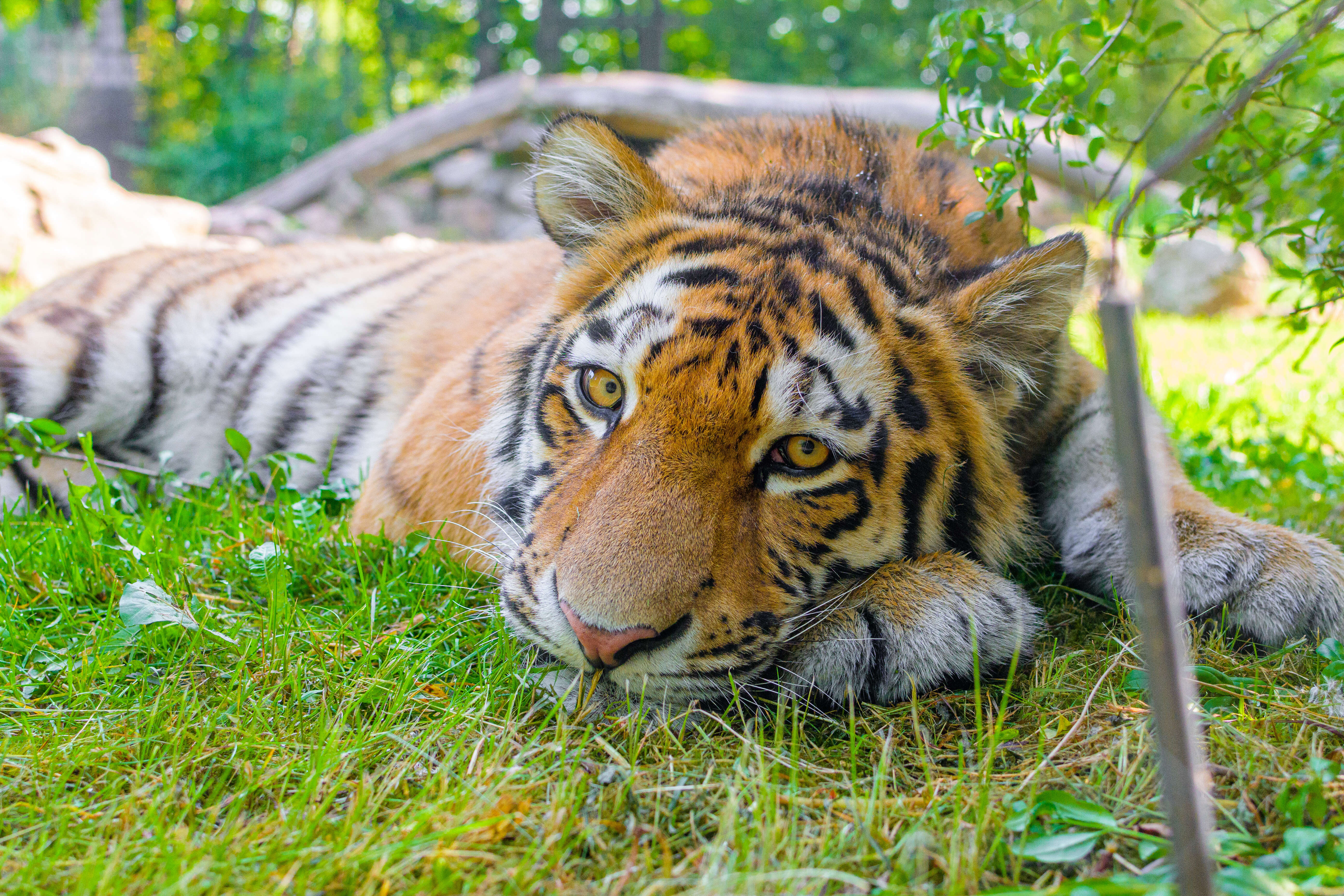 Imagem de Tigre-de-bengala