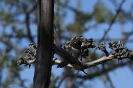 Image of Black-chinned Hummingbird