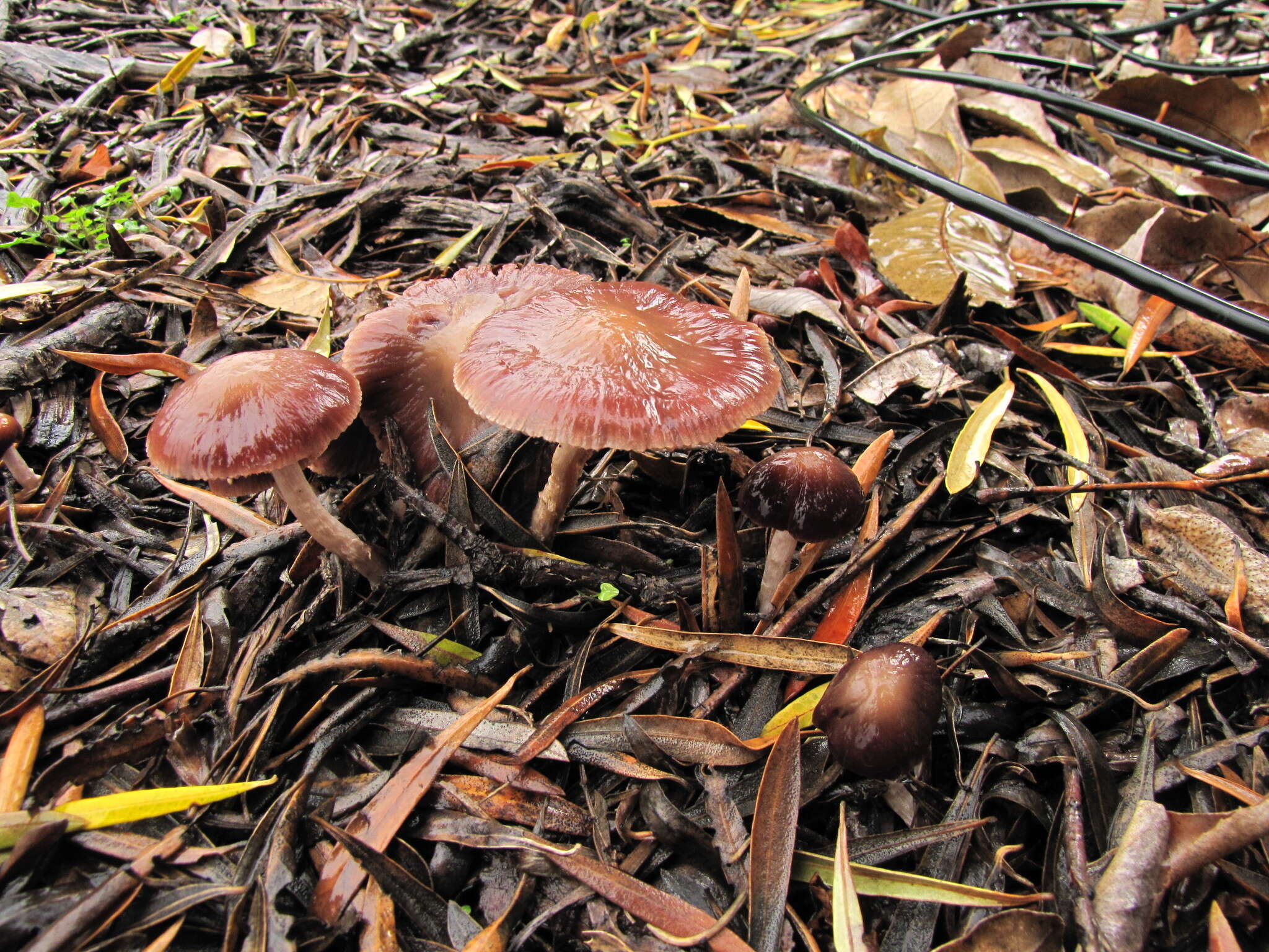 Image of Psathyrella bipellis (Quél.) A. H. Sm. 1946