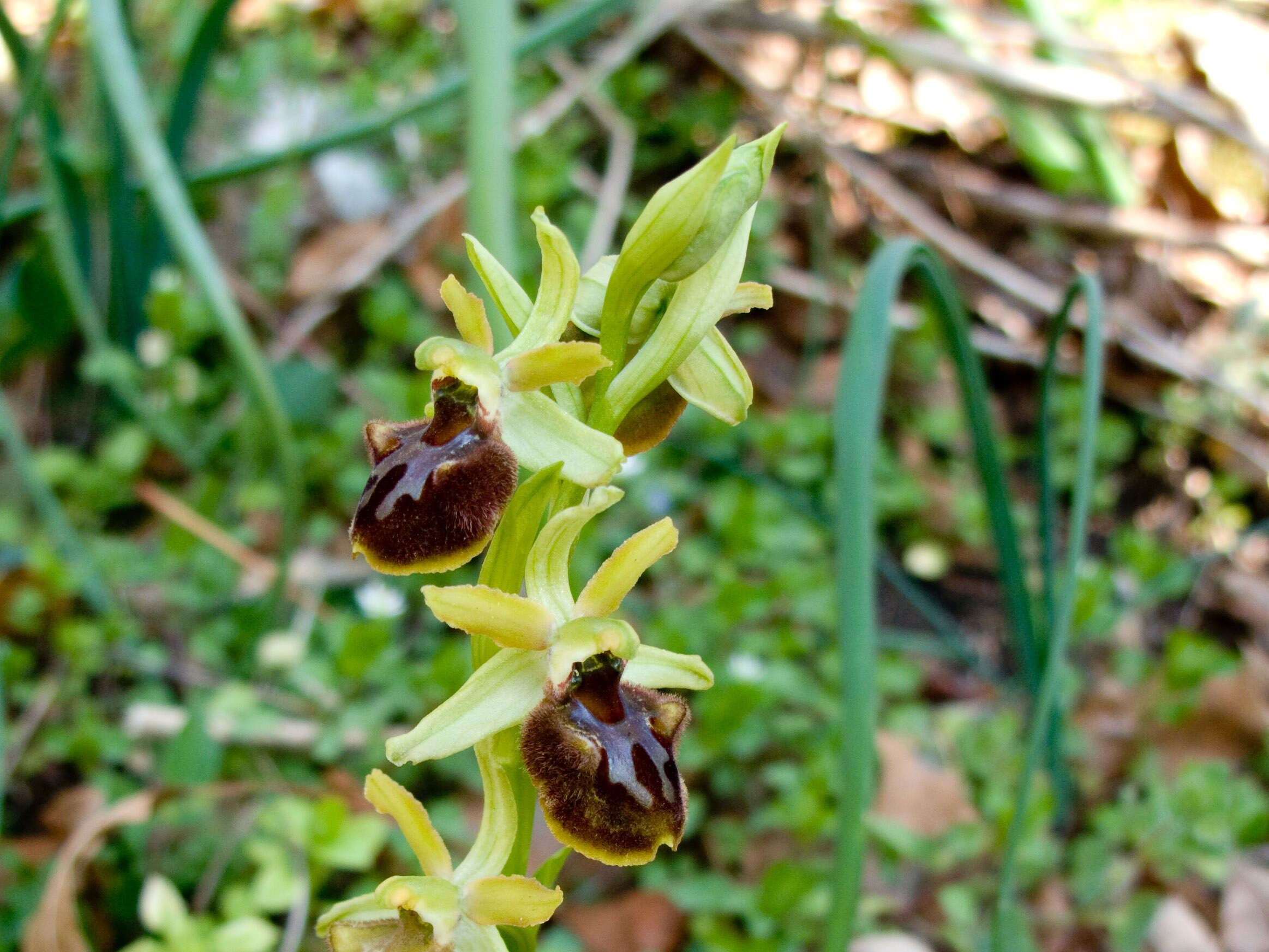 Image of Ophrys sphegodes subsp. atrata (Rchb. fil.) A. Bolòs