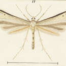 Image of Amblyptilia lithoxesta