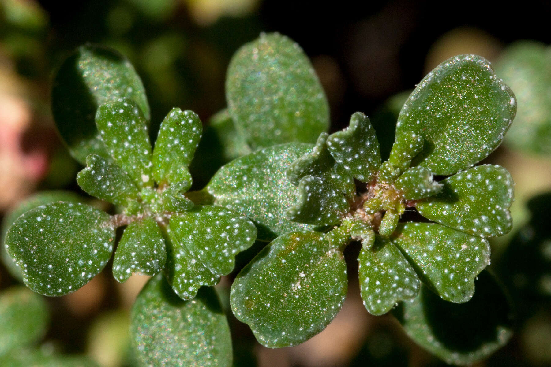 Image de Frankenia pulverulenta L.