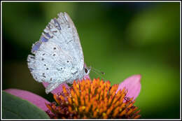 Image of holly blue