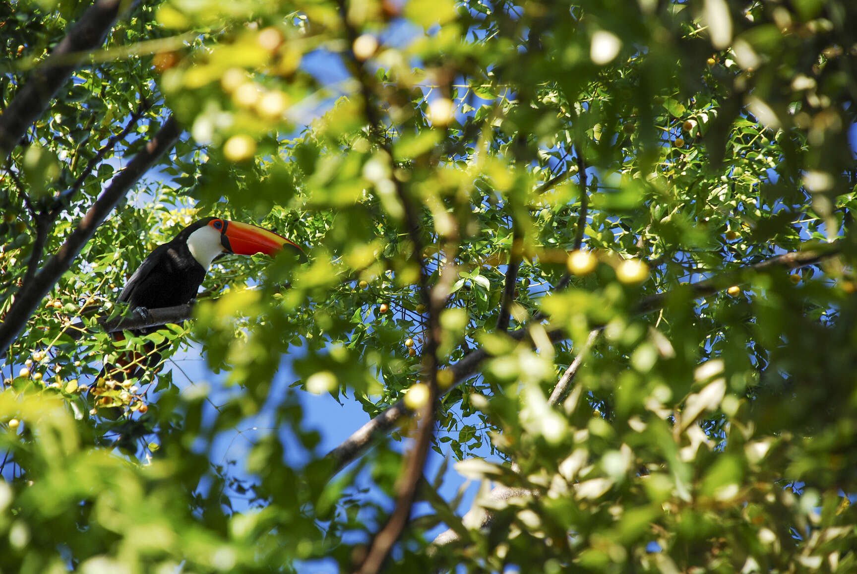 Image of Toco Toucan