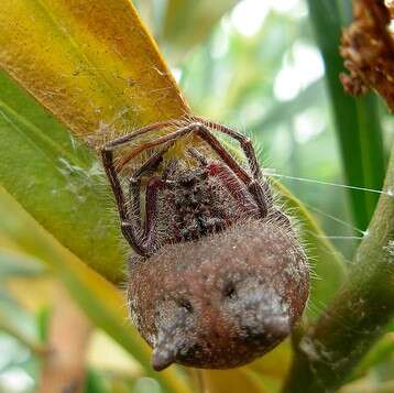 Image of Bolas Spiders