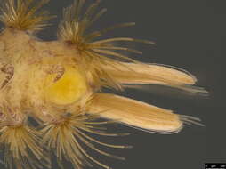 Image of Polyxenoidea