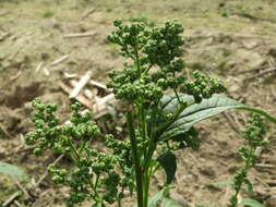 Image de Chenopodiastrum hybridum (L.) S. Fuentes, Uotila & Borsch