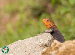 Image of Kenya Rock Agama