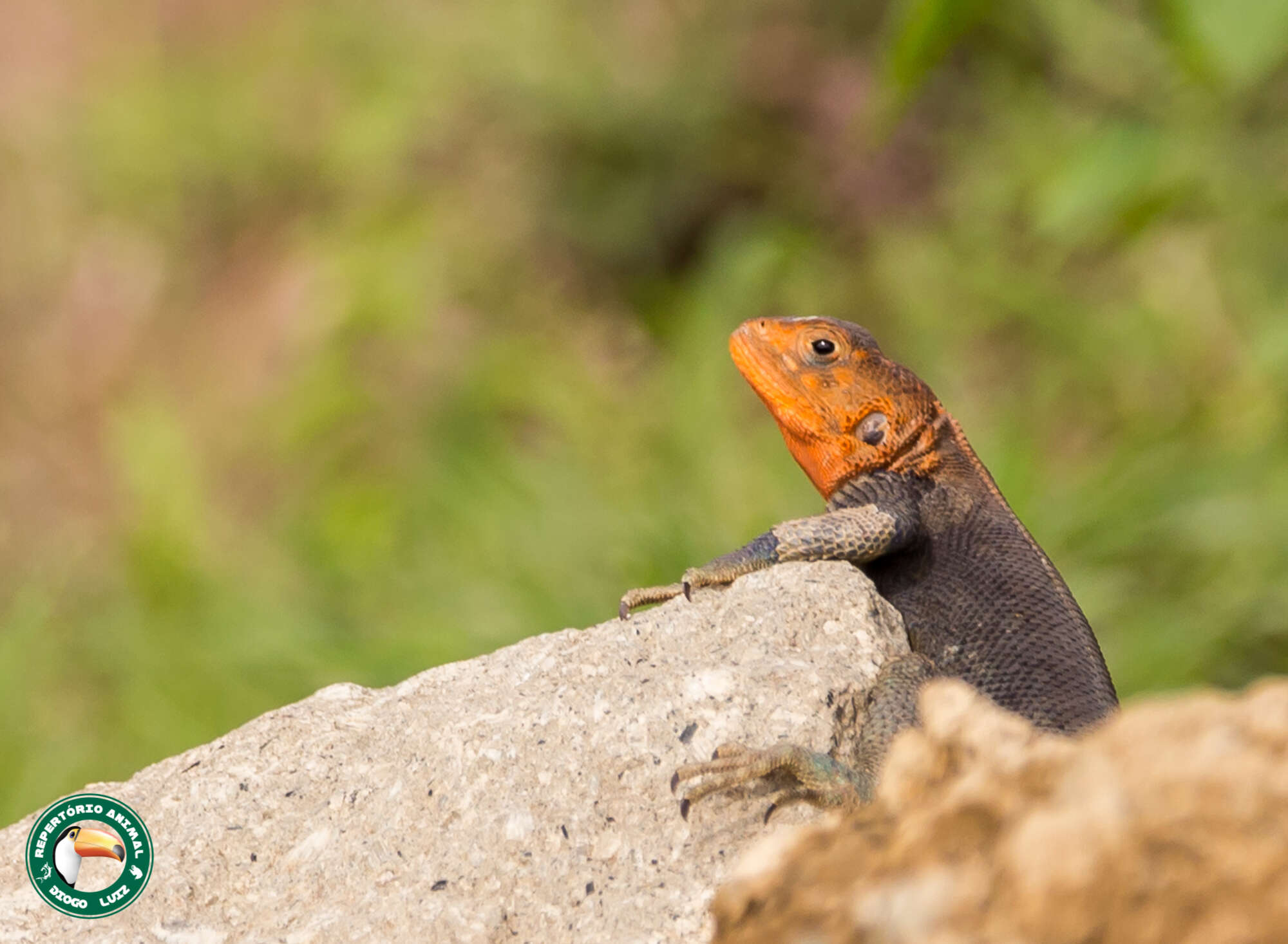 Image of Kenya Rock Agama