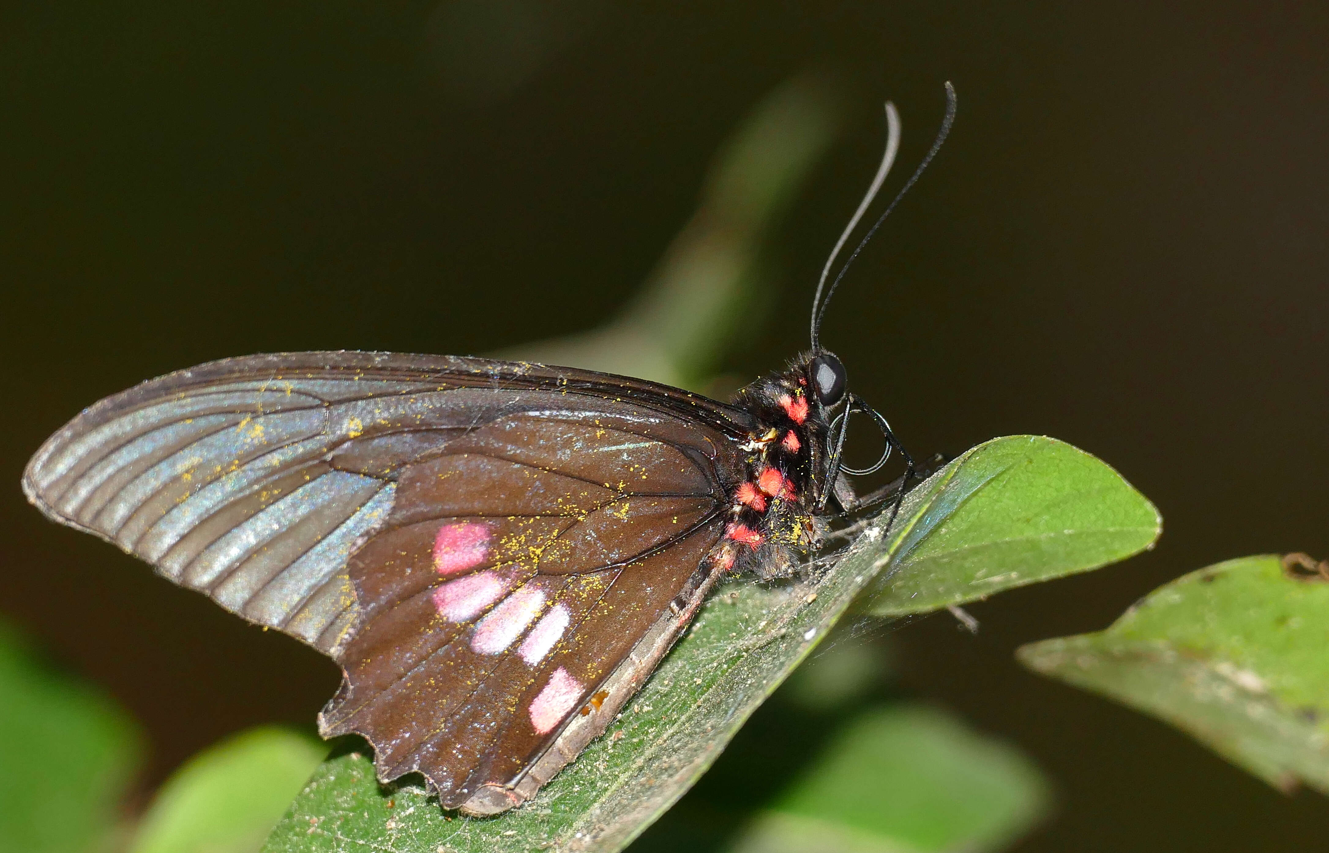 Image de Papilio anchisiades Esper 1788