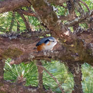 Image of White-browed Nuthatch