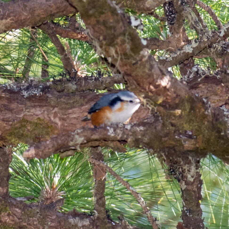 Image of White-browed Nuthatch