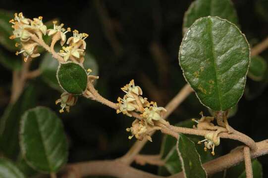 Image of Pomaderris paniculosa F. Müll. & Reiss.