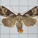 Image of Apamea formosensis Hampson