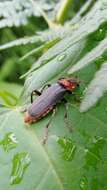 Image of Cantharis fusca