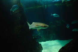 Image of zebra sharks