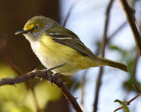 Слика од Vireo griseus (Boddaert 1783)