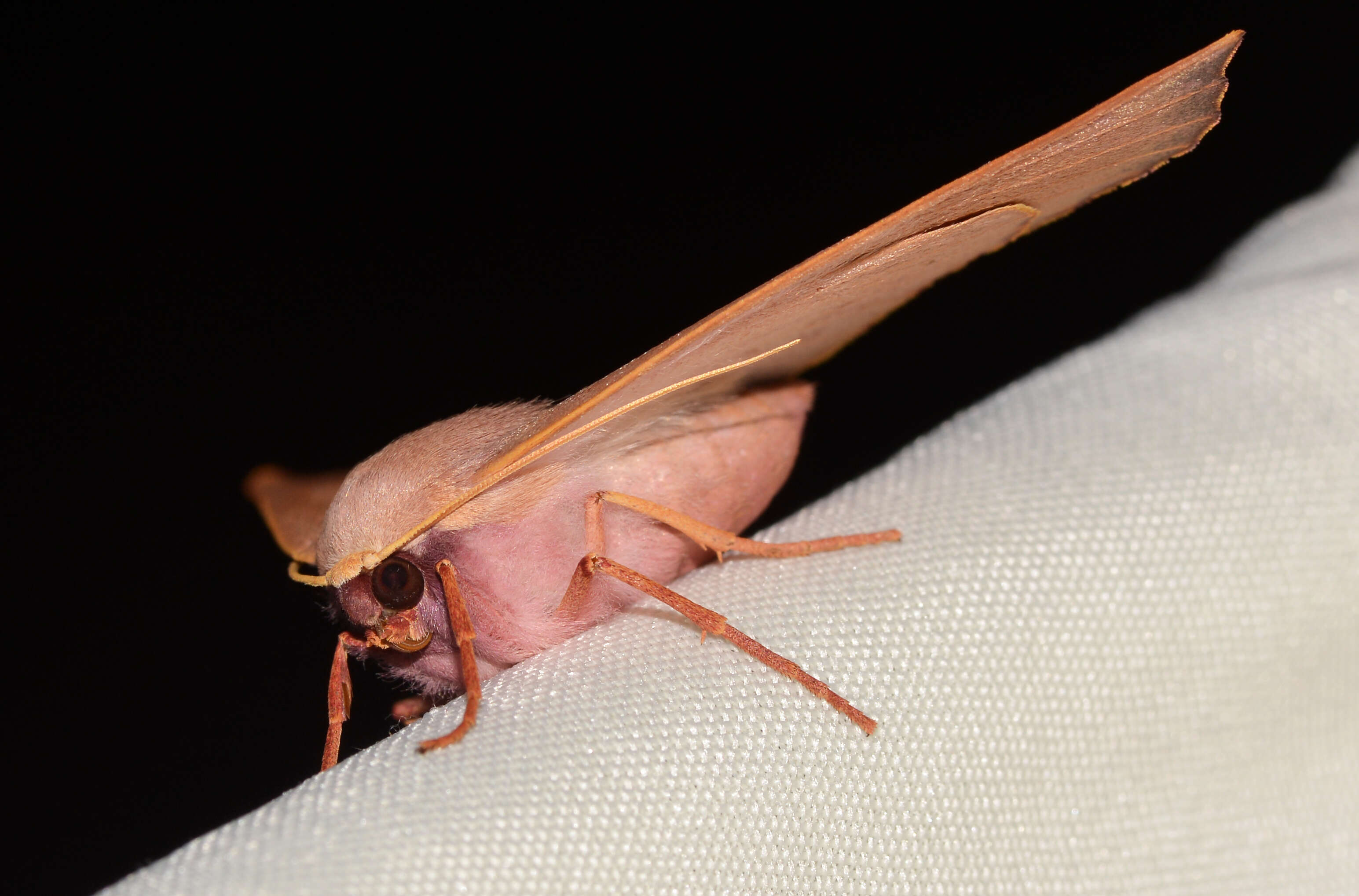 Image of Oenochroma vinaria Guenée 1858