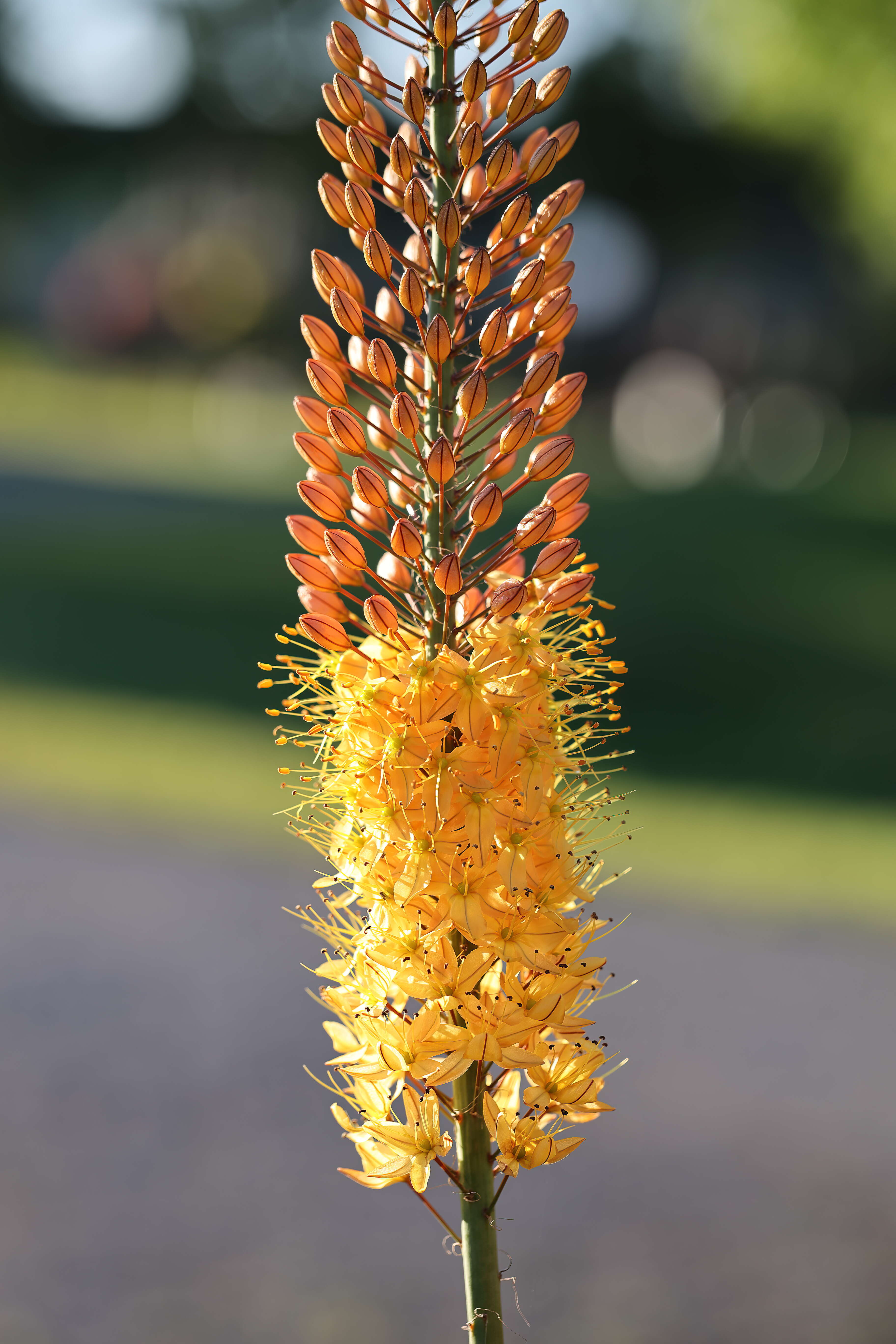 Plancia ëd Eremurus stenophyllus (Boiss. & Buhse) Baker