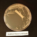 Image of Streptomyces endophyticus