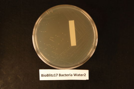 Image of <i>Streptococcus gallolyticus macedonicus</i>