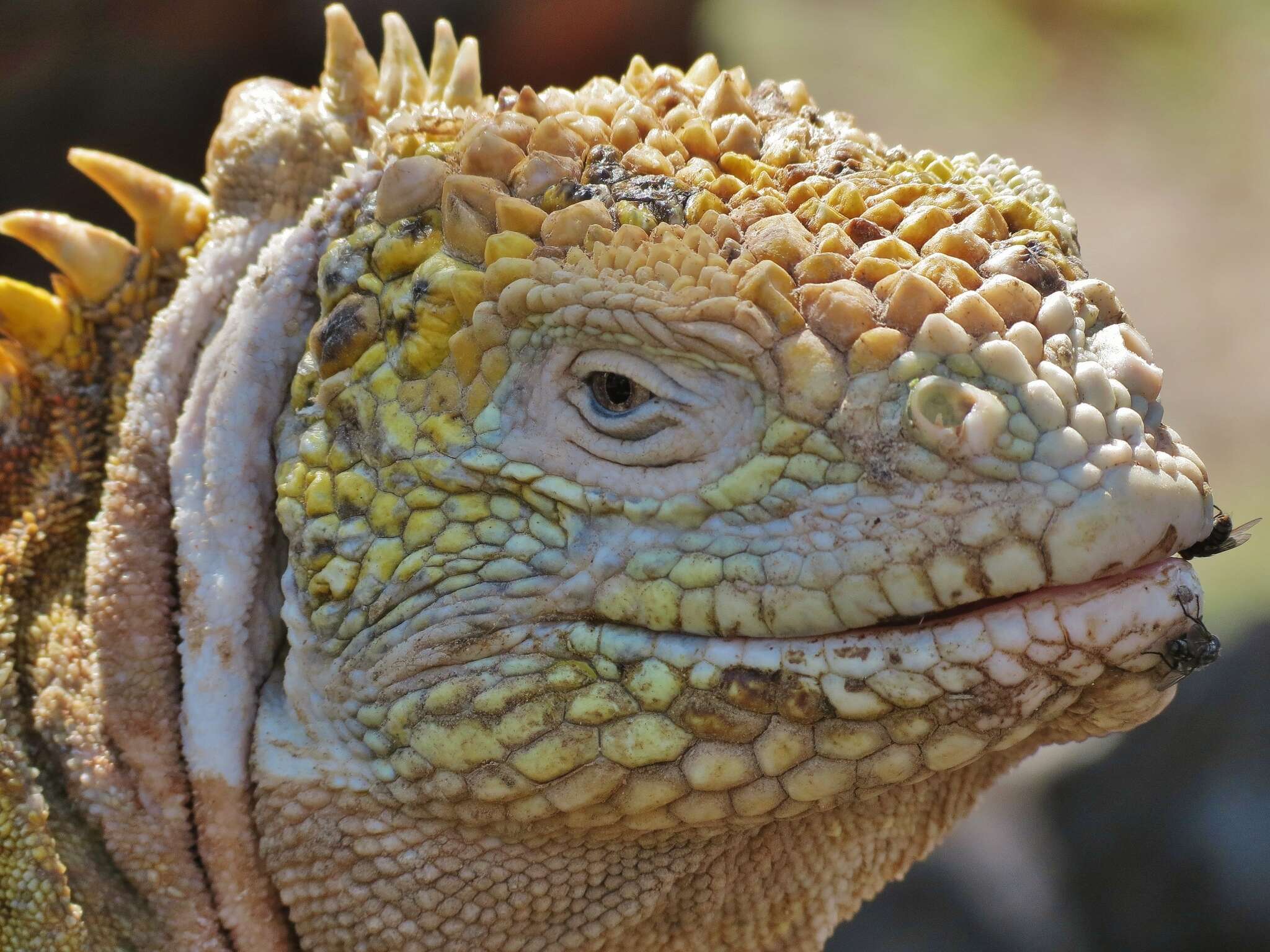 Image of Galapagos Land Iguana