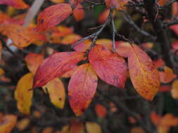 Cotoneaster acutifolius Turcz. resmi