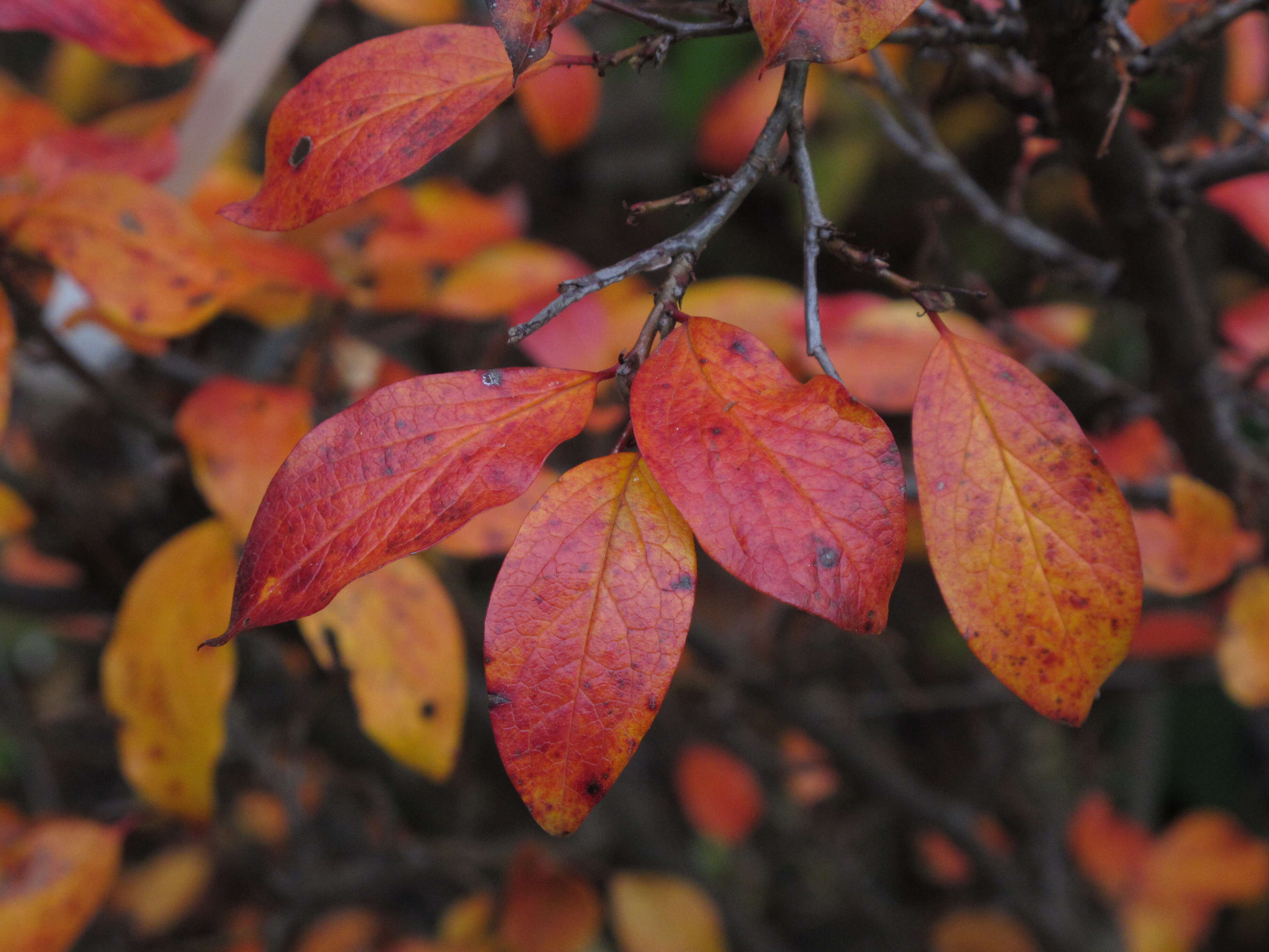 Image of Peking cotoneaster