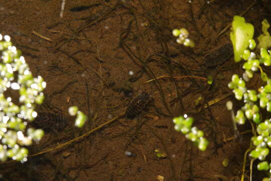 Image of Asellus aquaticus