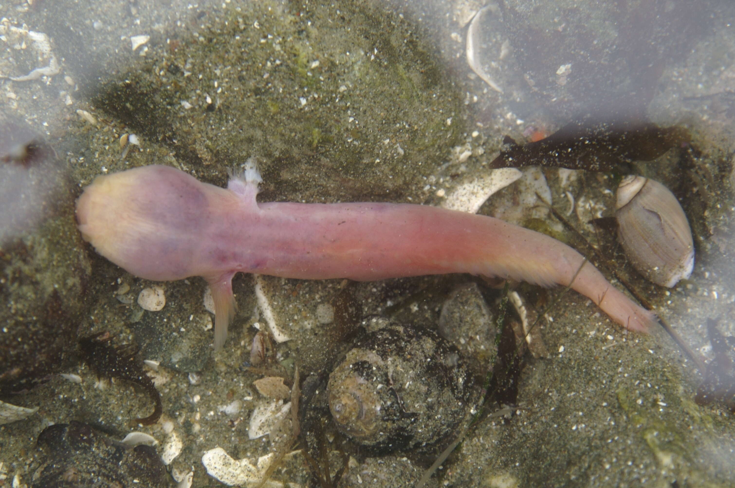 Image of Blind goby