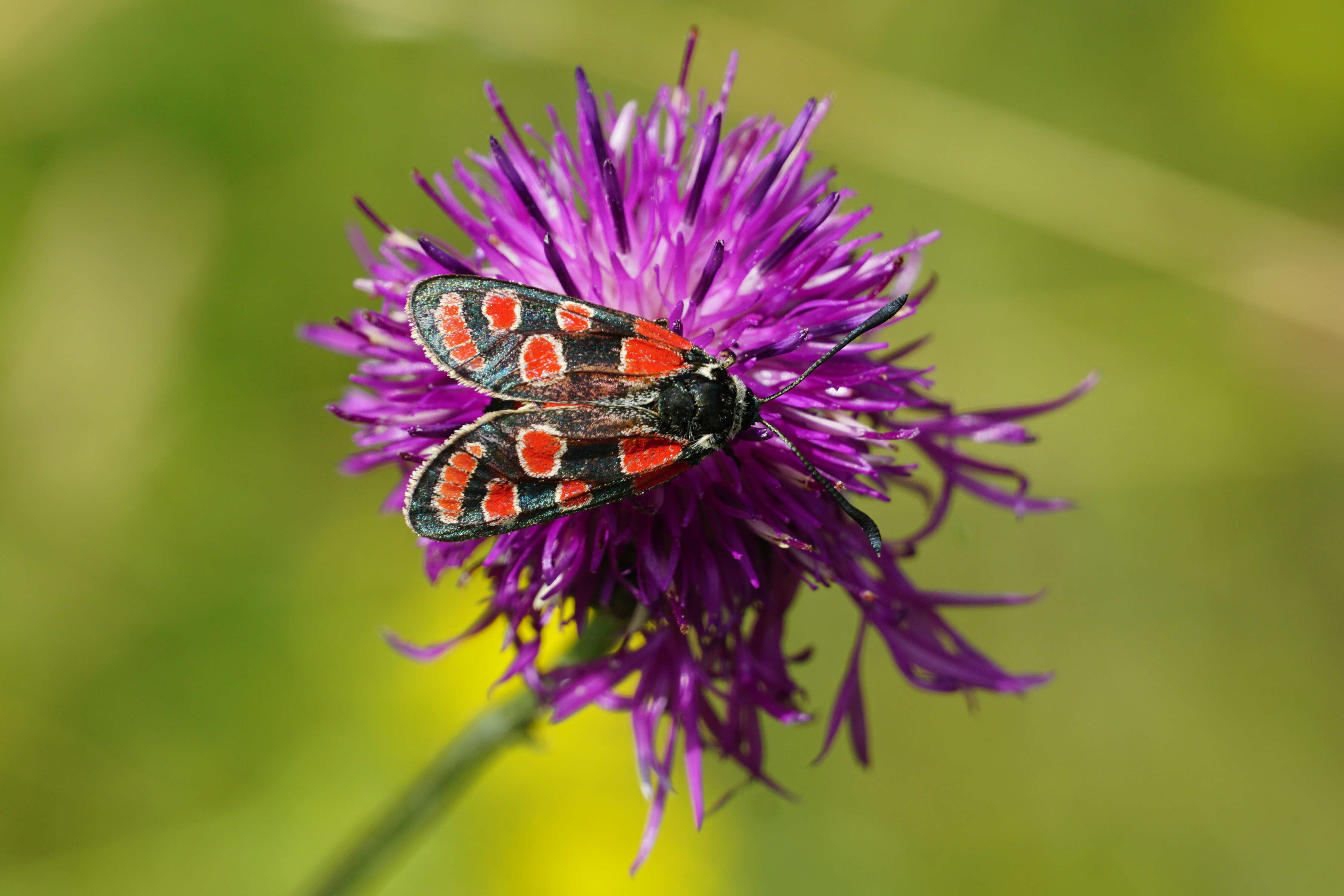 Image of Zygaena carniolica Scopoli 1763