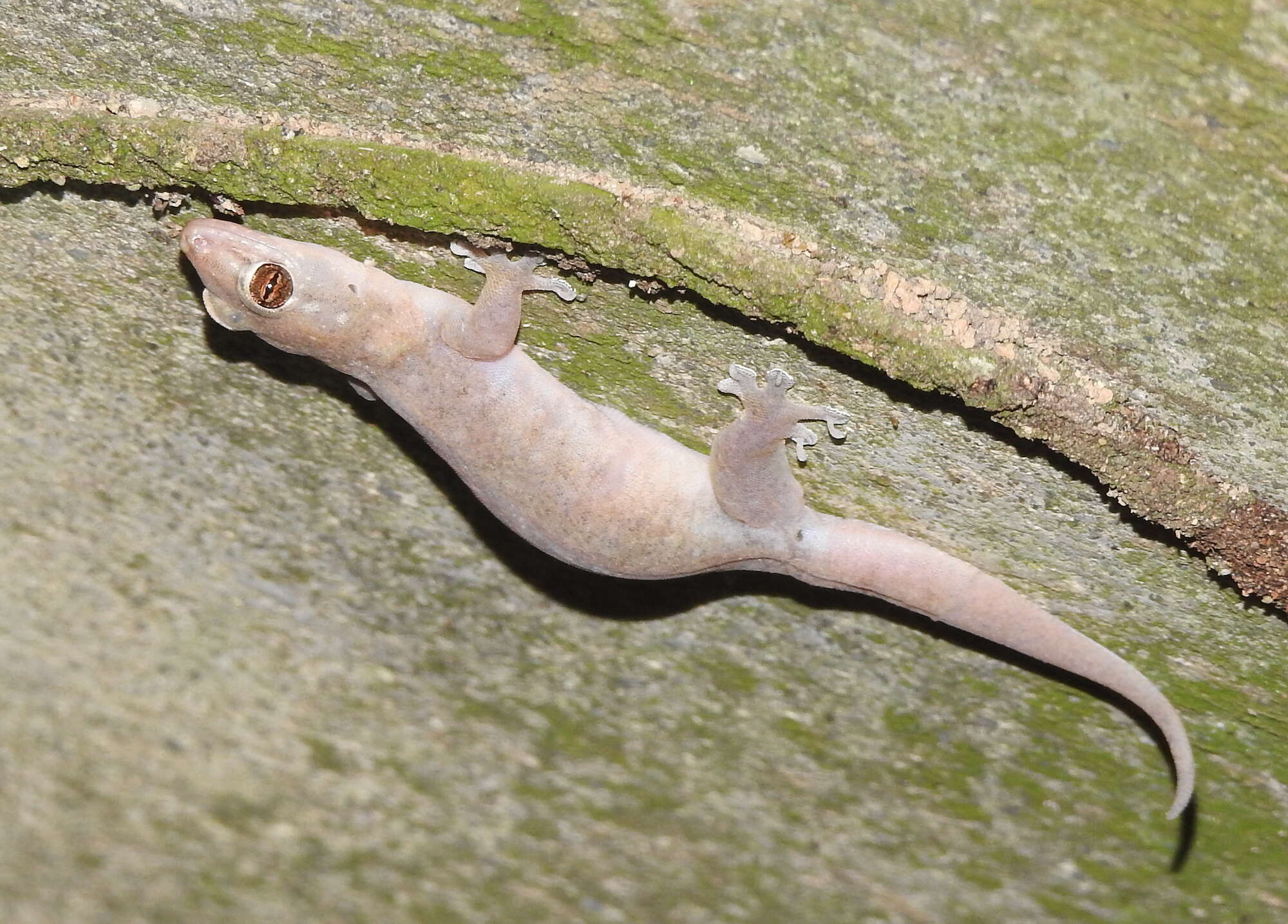 Gehyra mutilata (Wiegmann 1834) resmi