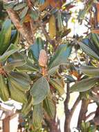 Image of southern magnolia