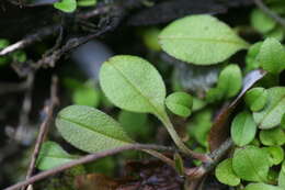 Image of Myosotis tenericaulis Petrie.