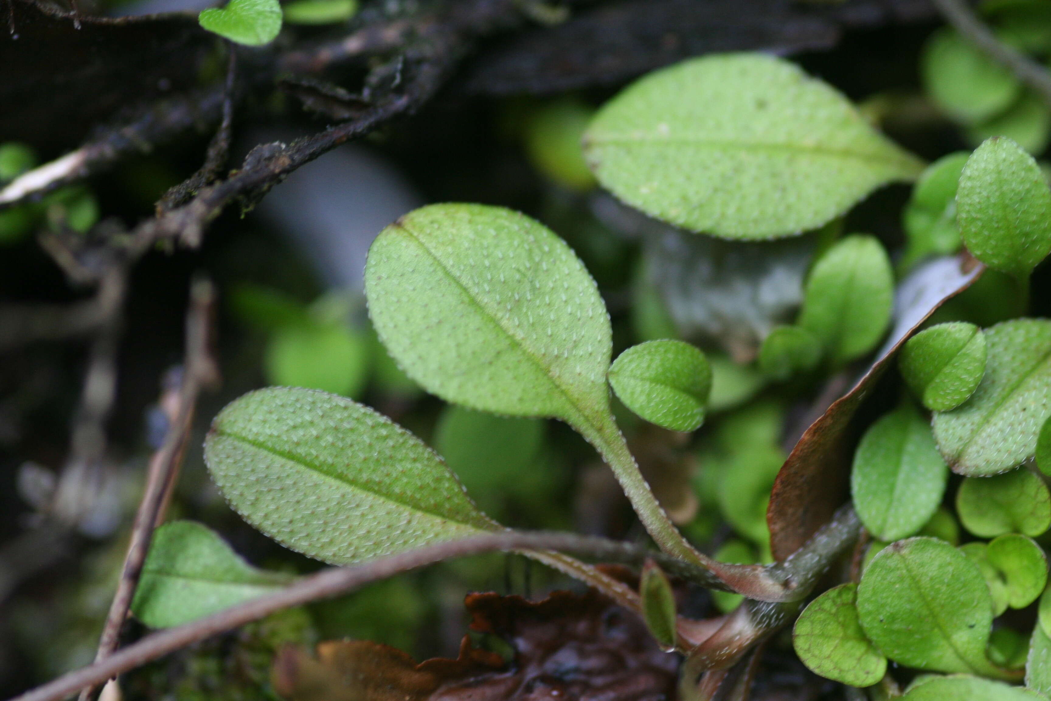 Image de Myosotis tenericaulis Petrie.