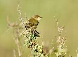 Image of Common Chiffchaff