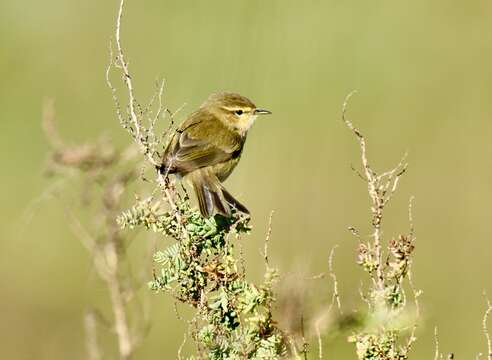 Image of Common Chiffchaff