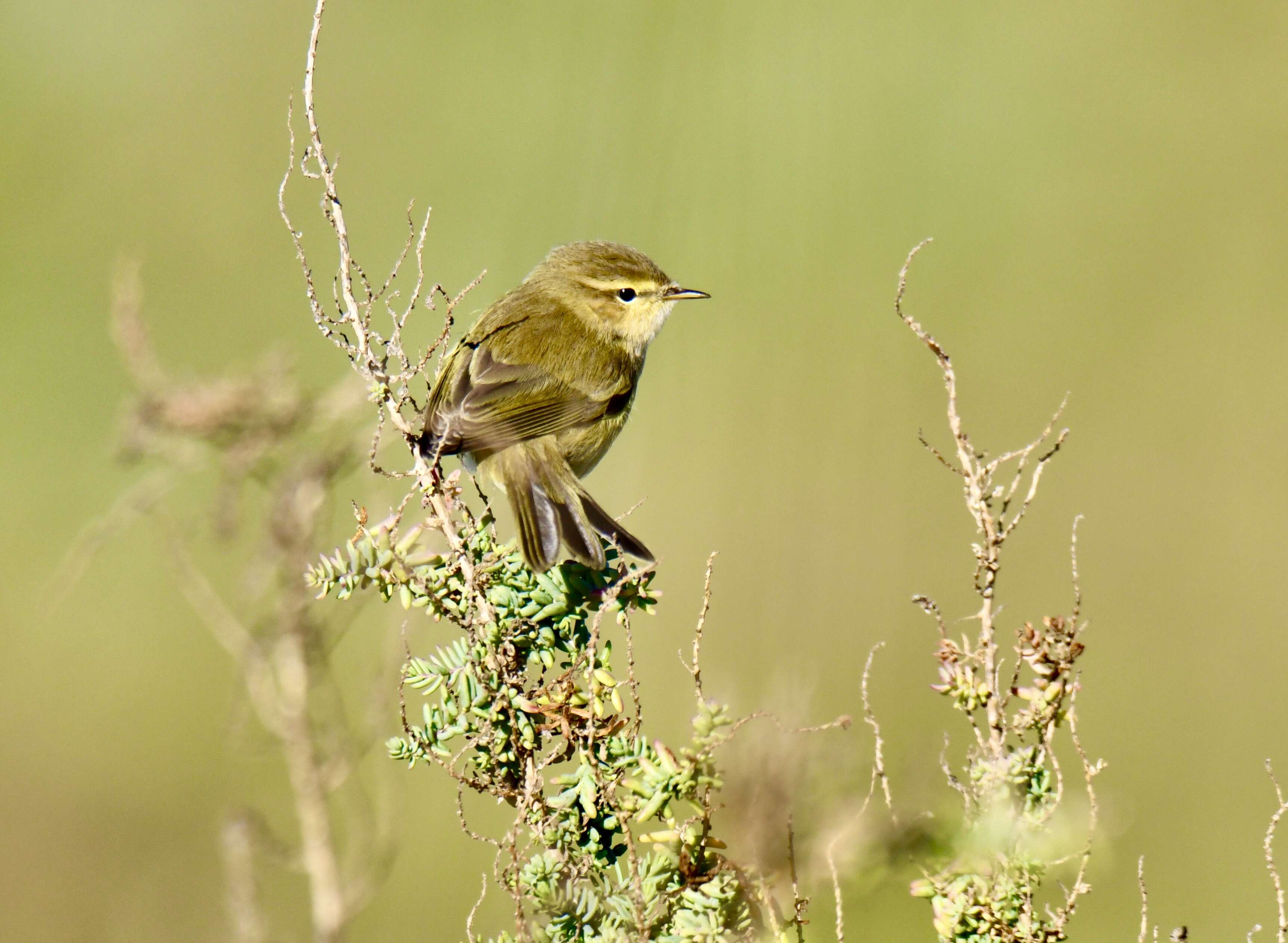 Image of Common Chiffchaff