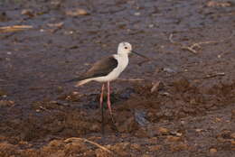 Image of Black-winged Stilt