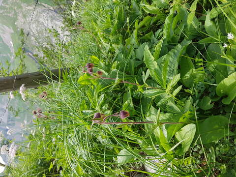 Image of Water Avens