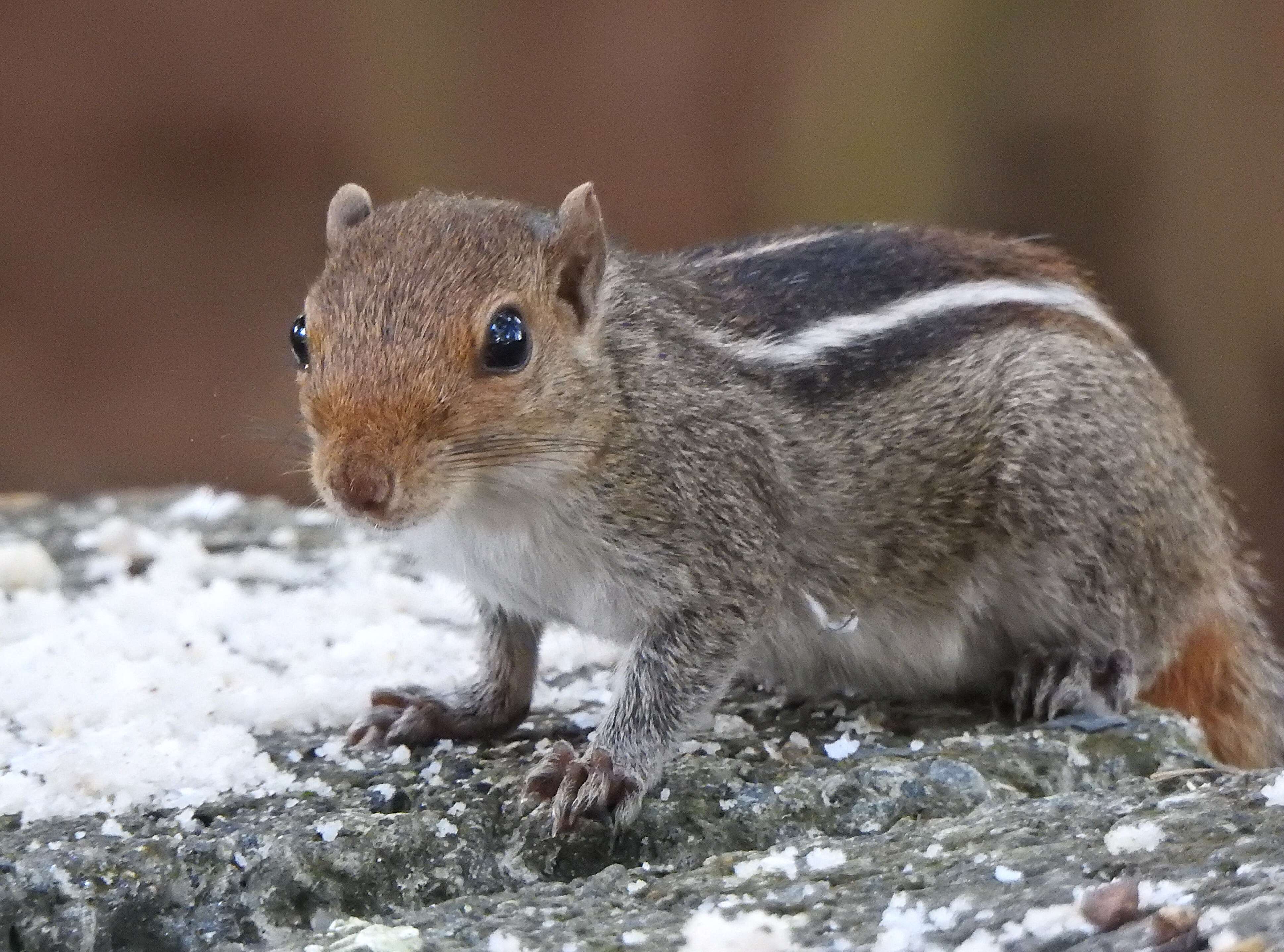 Image of Jungle Palm Squirrel