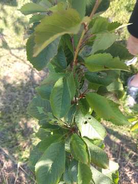 Image of gean, wild cherry