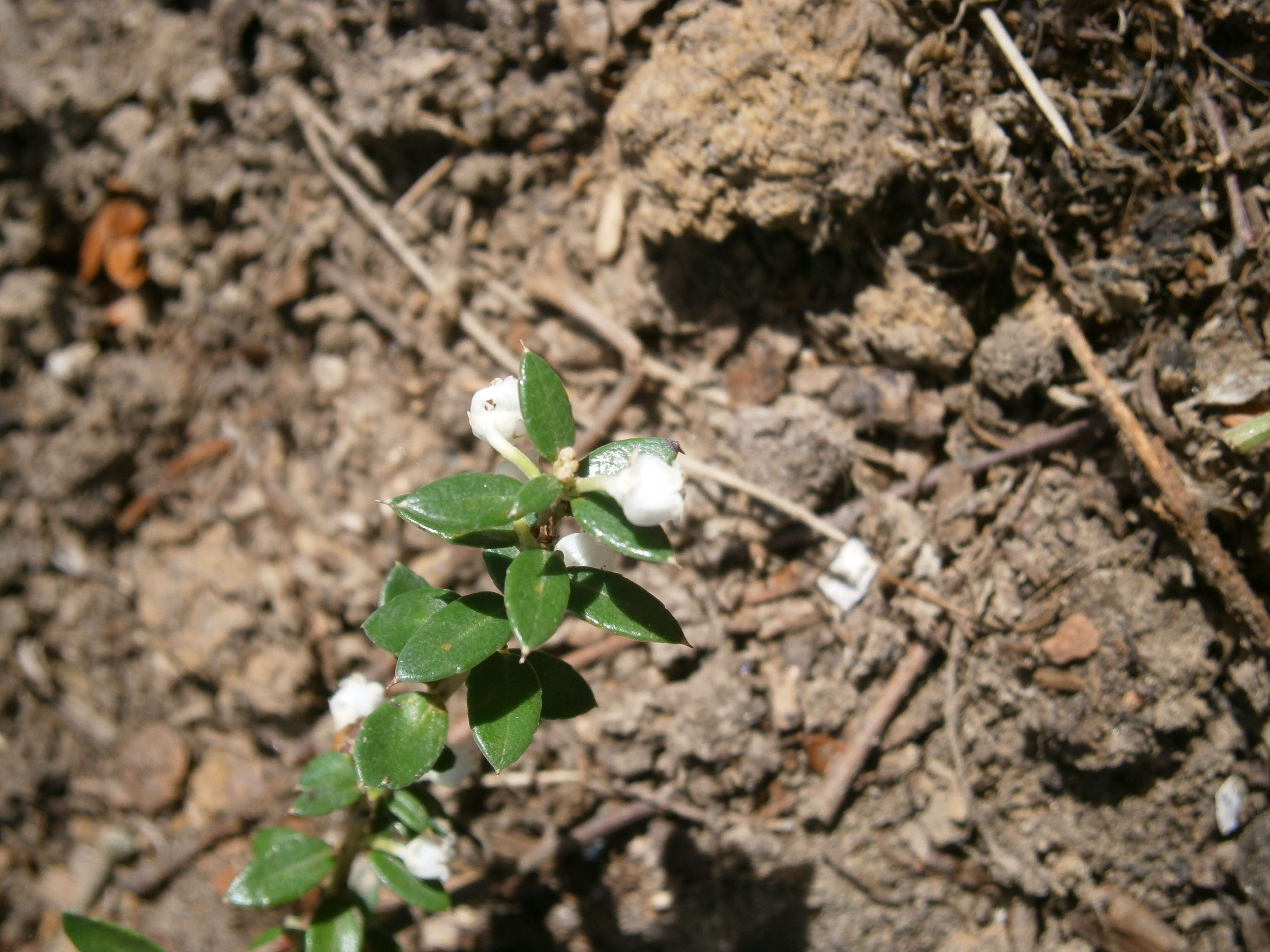 Image of Gaultheria mucronata (L. fil.) E. J. Remy