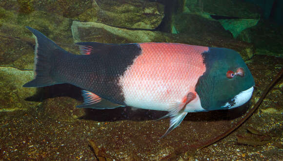 Image of sheepshead