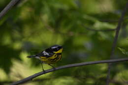 Image of Magnolia Warbler