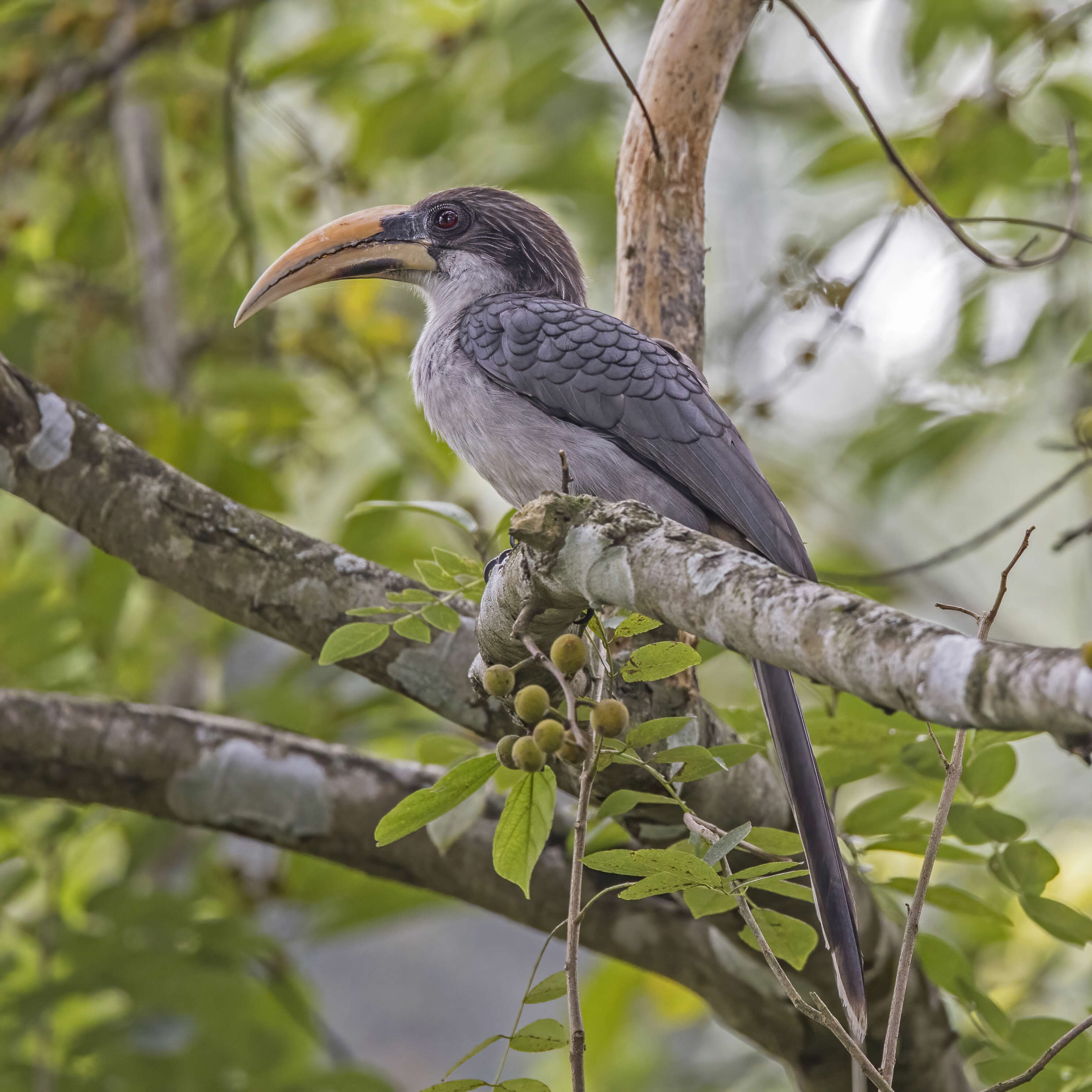 Image of Ceylon Grey-Hornbill