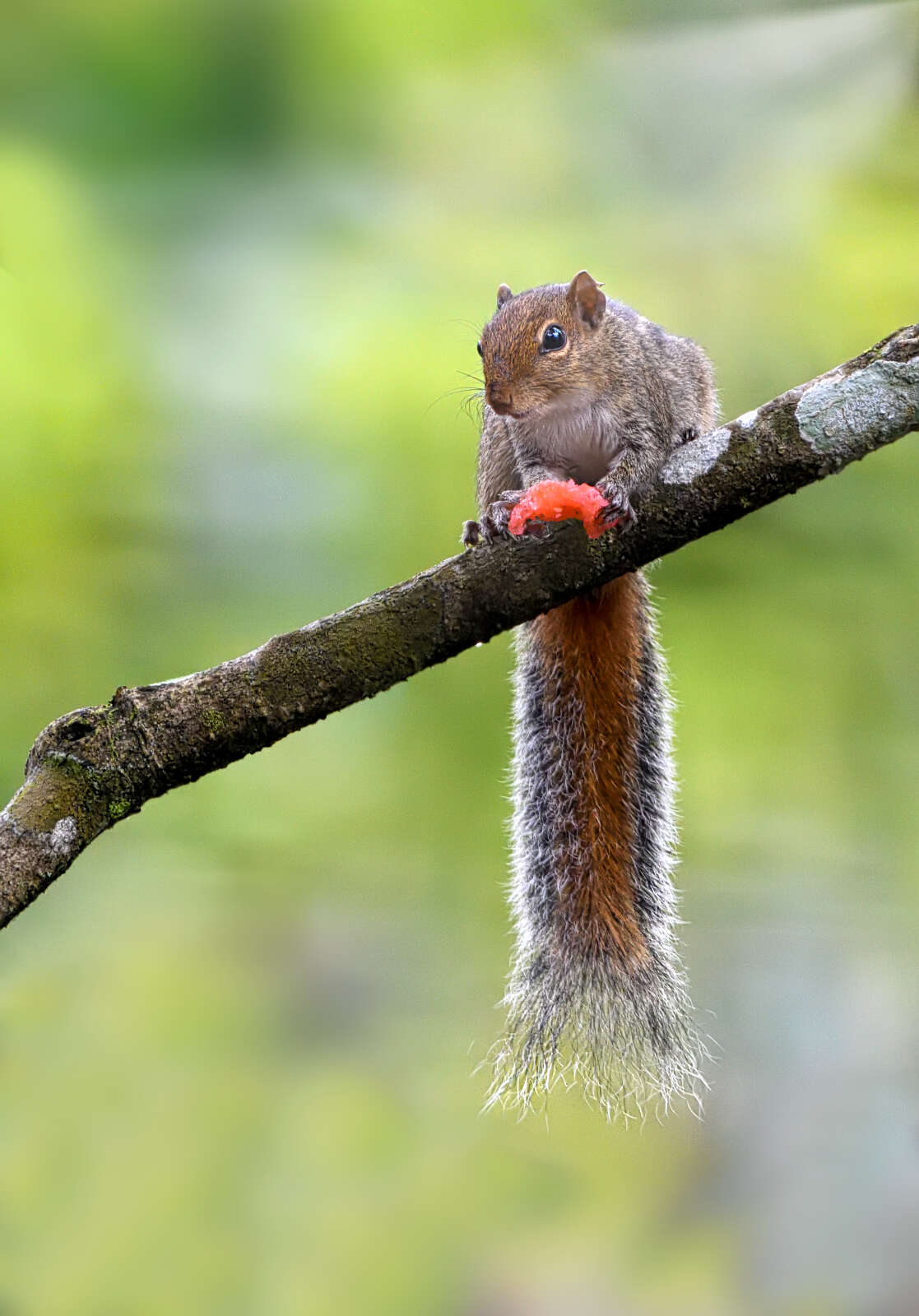 Image of Jungle Palm Squirrel