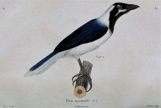 Image of White-tailed Jay