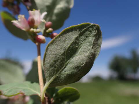 Image of western snowberry