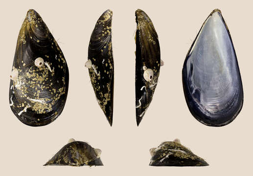 Image of Mediterranean mussel